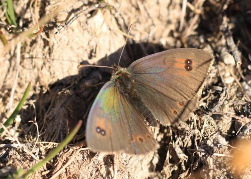 Réf. 219 374 : Erebia cassioides